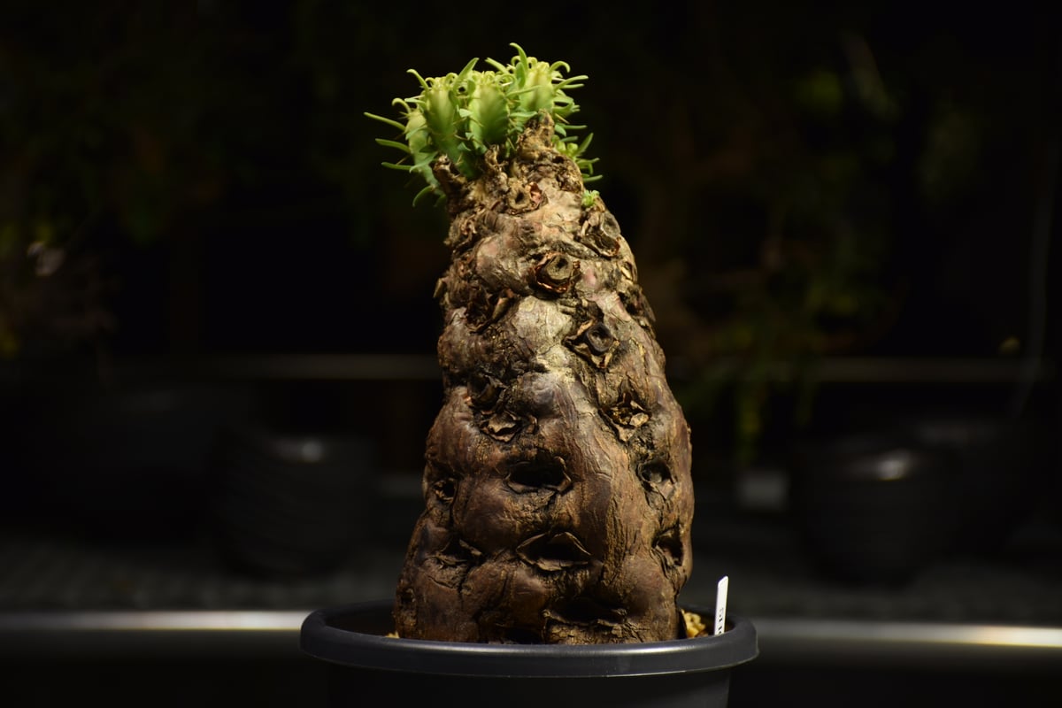ね*]様 ユーフォルビア ムランジーナ 現地球 大株 葉有り 輸入即出品 11E Euphorbia mlanjeana ユーフォルビア ムランジーナ 発根済現地株