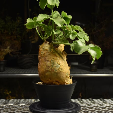Cyphostemma uter var. macropus　キフォステンマ ウター マクロプス 発根済現地株 I23