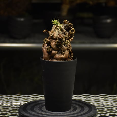 CATEGORY Euphorbia | BONDEX