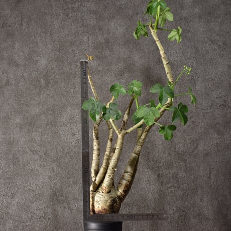 Jatropha spicata ヤトロファ スピカータ 発根済現地株 #2