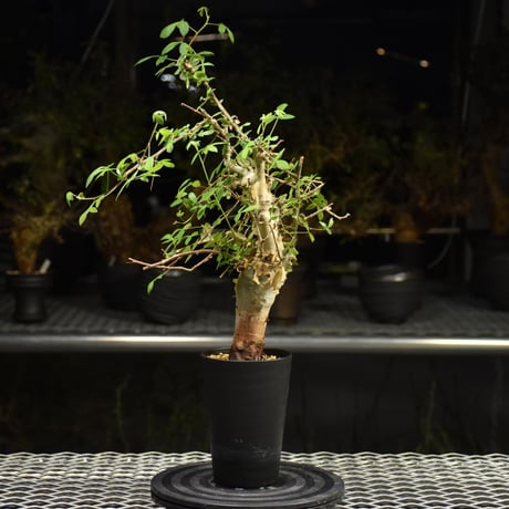 Commiphora holtziana コミフォラ ホルトジアナ 発根済現地株 H20
