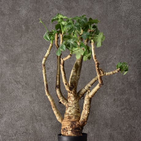 Jatropha spicata ヤトロファ スピカータ 発根済現地株 #3