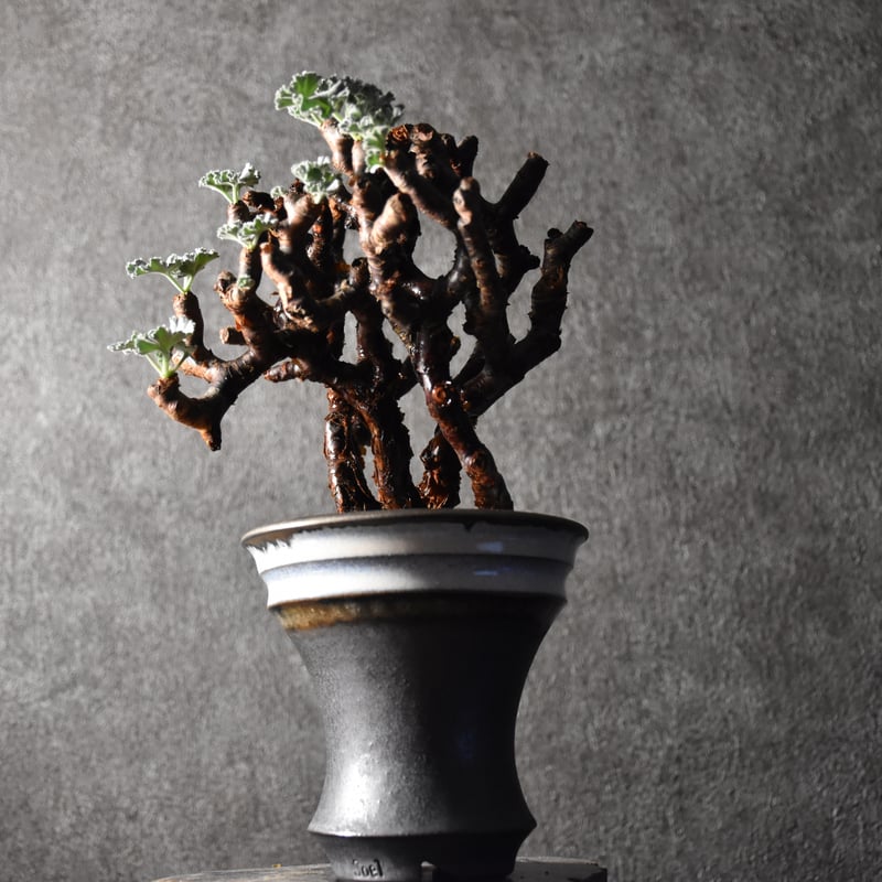 Pelargonium mirabile ペラルゴニウム ミラビレ 発根済現地株 #1 | B