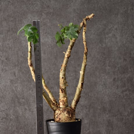 Jatropha spicata ヤトロファ スピカータ 発根済現地株 #8