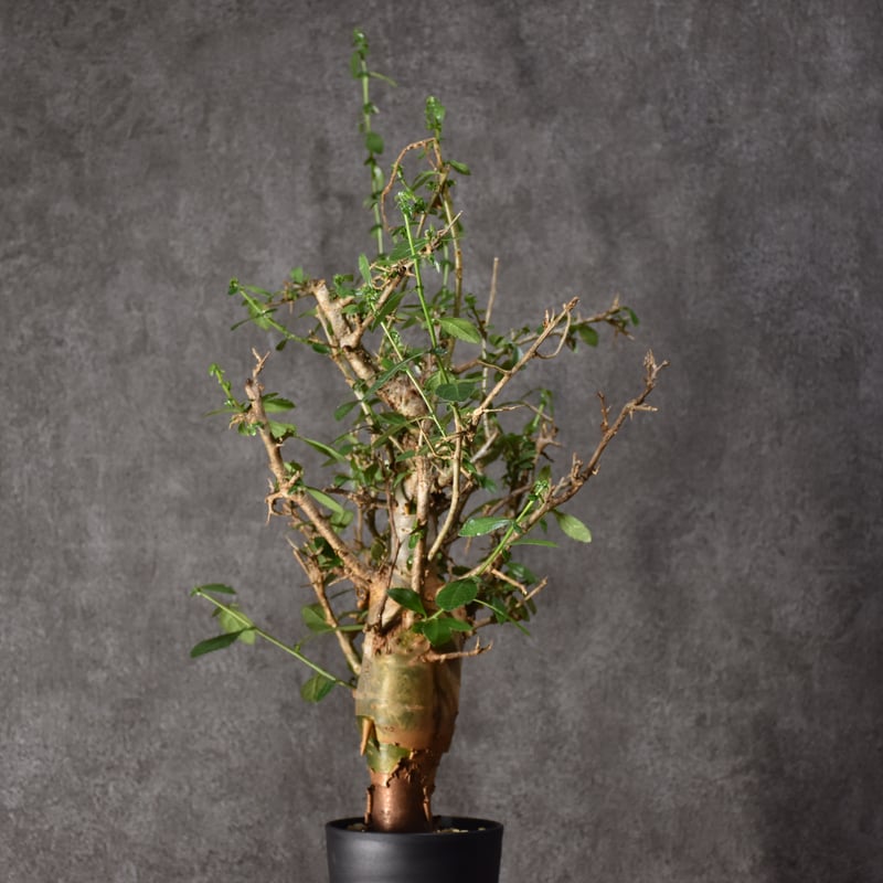 Commiphora habessinica コミフォラ ハベシニカ 発根済現地株 #5