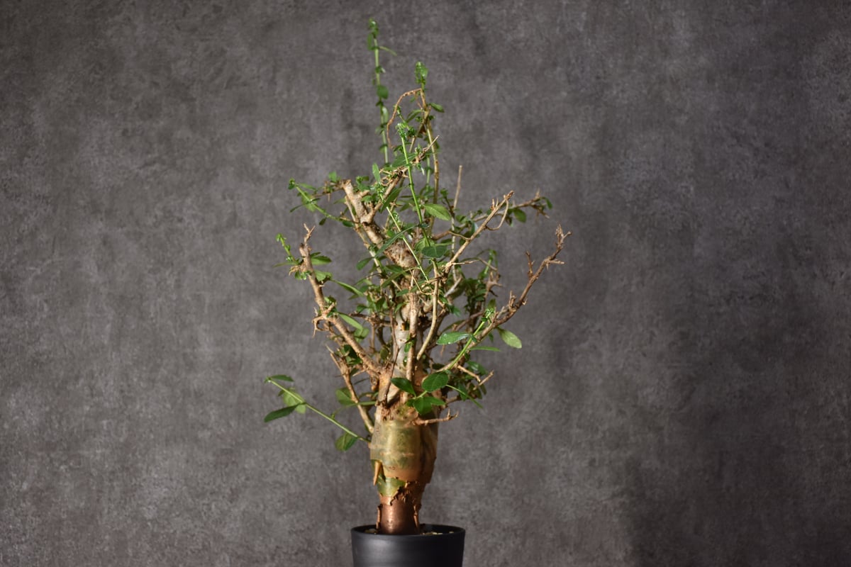 コミフォラ・ハベシニカ 発根済み現地株 【公式通販】