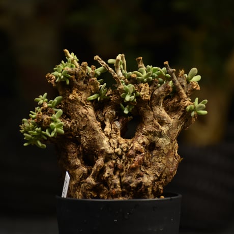 Ceraria pygmaea　ケラリア ピグマエア 発根済現地株 F2