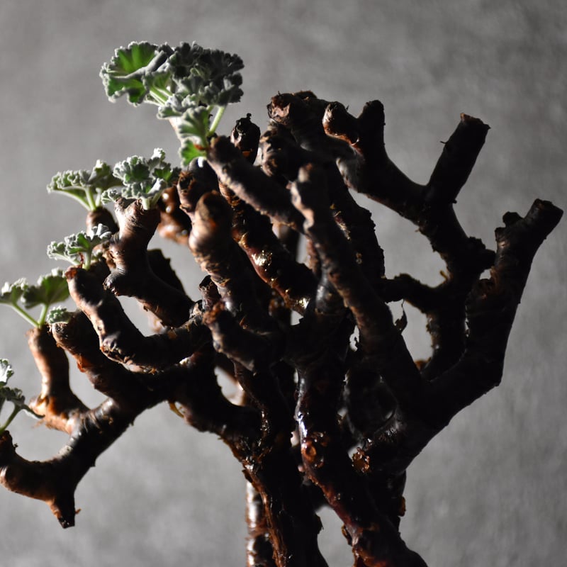 Pelargonium mirabile ペラルゴニウム ミラビレ 発根済現地株 #1