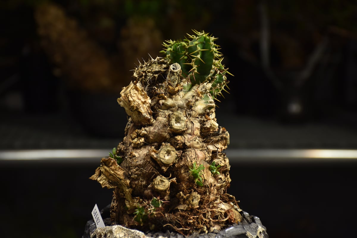 Euphorbia mlanjeana ユーフォルビア ムランジーナ 発根済現地株 I79 |