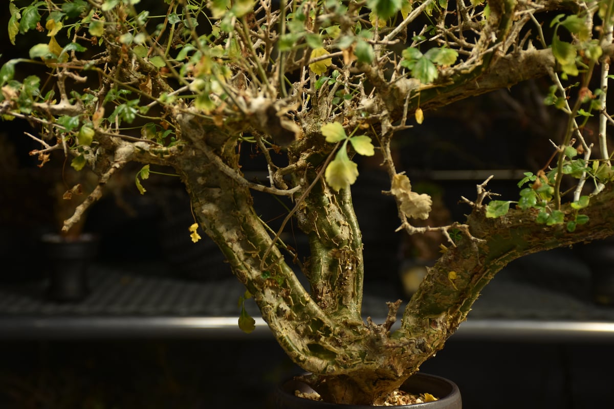 Commiphora campestris コミフォラ カンペストリス 発根済現地株 A11