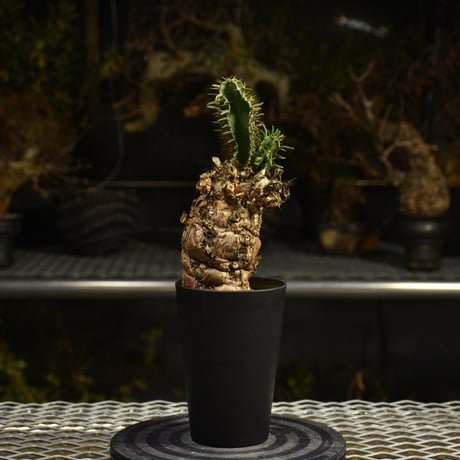Euphorbia mlanjeana　ユーフォルビア ムランジーナ 発根済現地株 I39