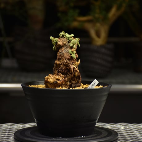 Ceraria pygmaea　ケラリア ピグマエア 発根済現地株 F3