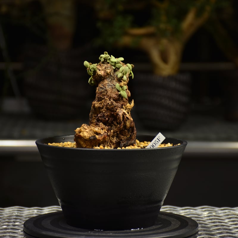 Ceraria pygmaea ケラリア ピグマエア 発根済現地株 F3 | BONDEX