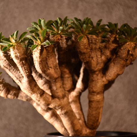 Euphorbia guillauminiana　ユーフォルビア ギラウミニアナ　発根済現地株 #4