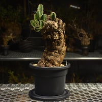 Euphorbia mlanjeana ユーフォルビア ムランジーナ 発根済現地株 I45 |