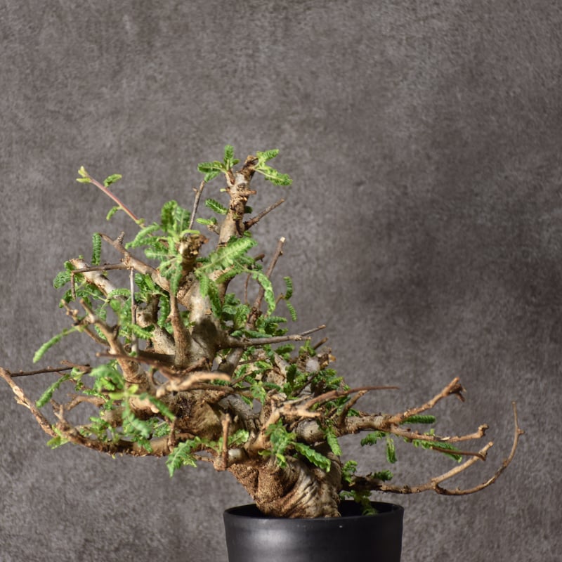 Boswellia neglecta ボスウェリア ネグレクタ 発根済現地株 #10