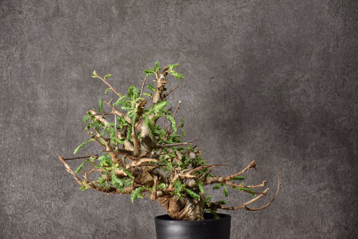 Boswellia neglecta ボスウェリア ネグレクタ 発根済現地株 #10 Boswellia neglecta ボスウェリア ネグレクタ 発根済現地株 #10