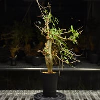 Commiphora holtziana コミフォラ ホルトジアナ 発根済現地株 #8 | B