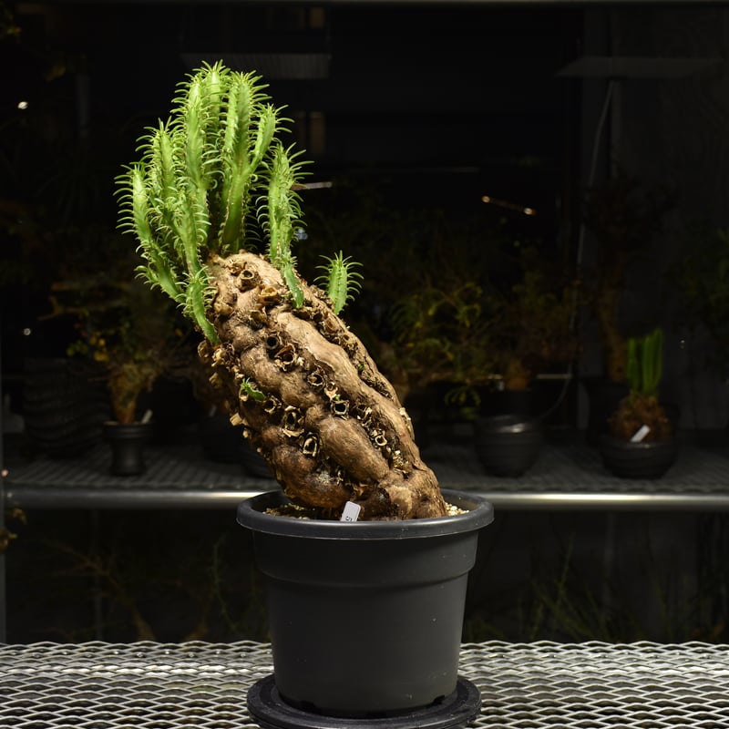 Euphorbia mlanjeana ユーフォルビア ムランジーナ 発根済現地株 H5 |