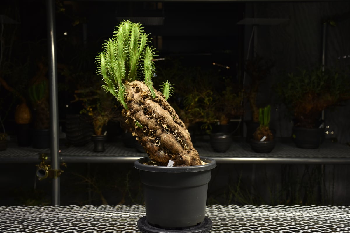 Euphorbia mlanjeana ユーフォルビア ムランジーナ 発根済現地株 H5 |