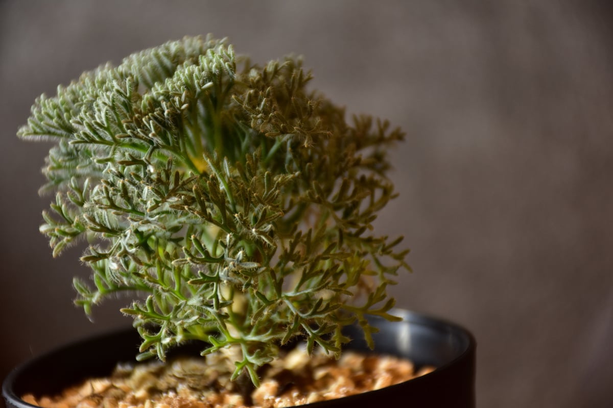 Monsonia multifida モンソニア ムルチフィダ 実生株 #2 | BONDEX