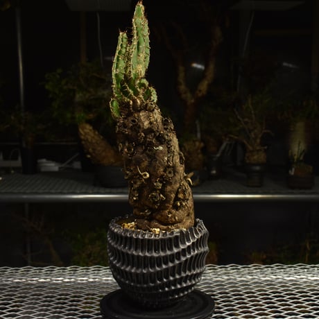 Euphorbia mlanjeana　ユーフォルビア ムランジーナ 発根済現地株 I81