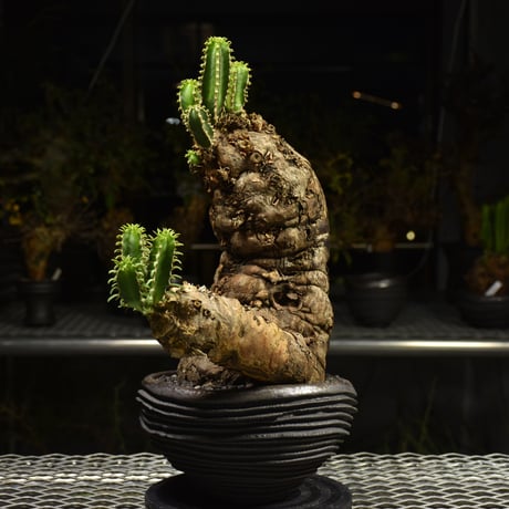 Euphorbia mlanjeana　ユーフォルビア ムランジーナ 発根済現地株 H6