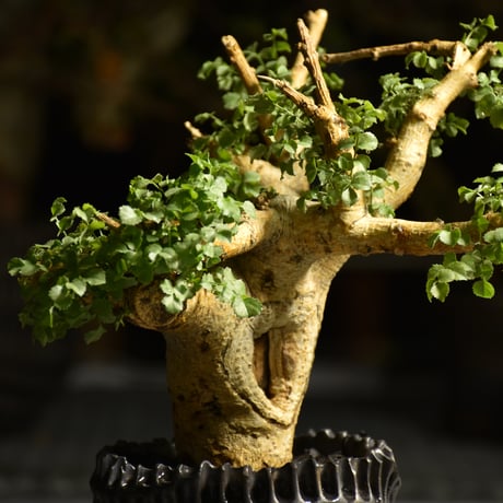 Commiphora saxicola コミフォラ サクシコラ 発根済現地株 C10