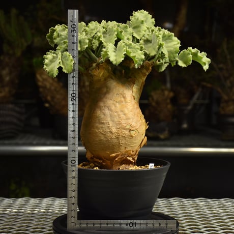Cyphostemma uter var. macropus　キフォステンマ ウター マクロプス 発根済現地株 I55
