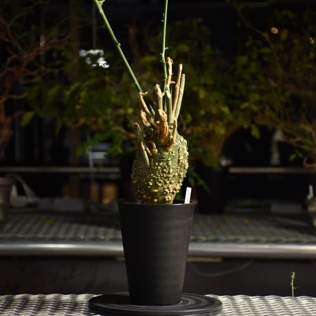 Adenia grobosa アデニア グロボーサ 発根済現地株 D21