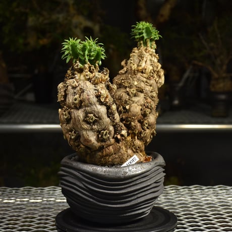 Euphorbia mlanjeana　ユーフォルビア ムランジーナ 発根済現地株 I80