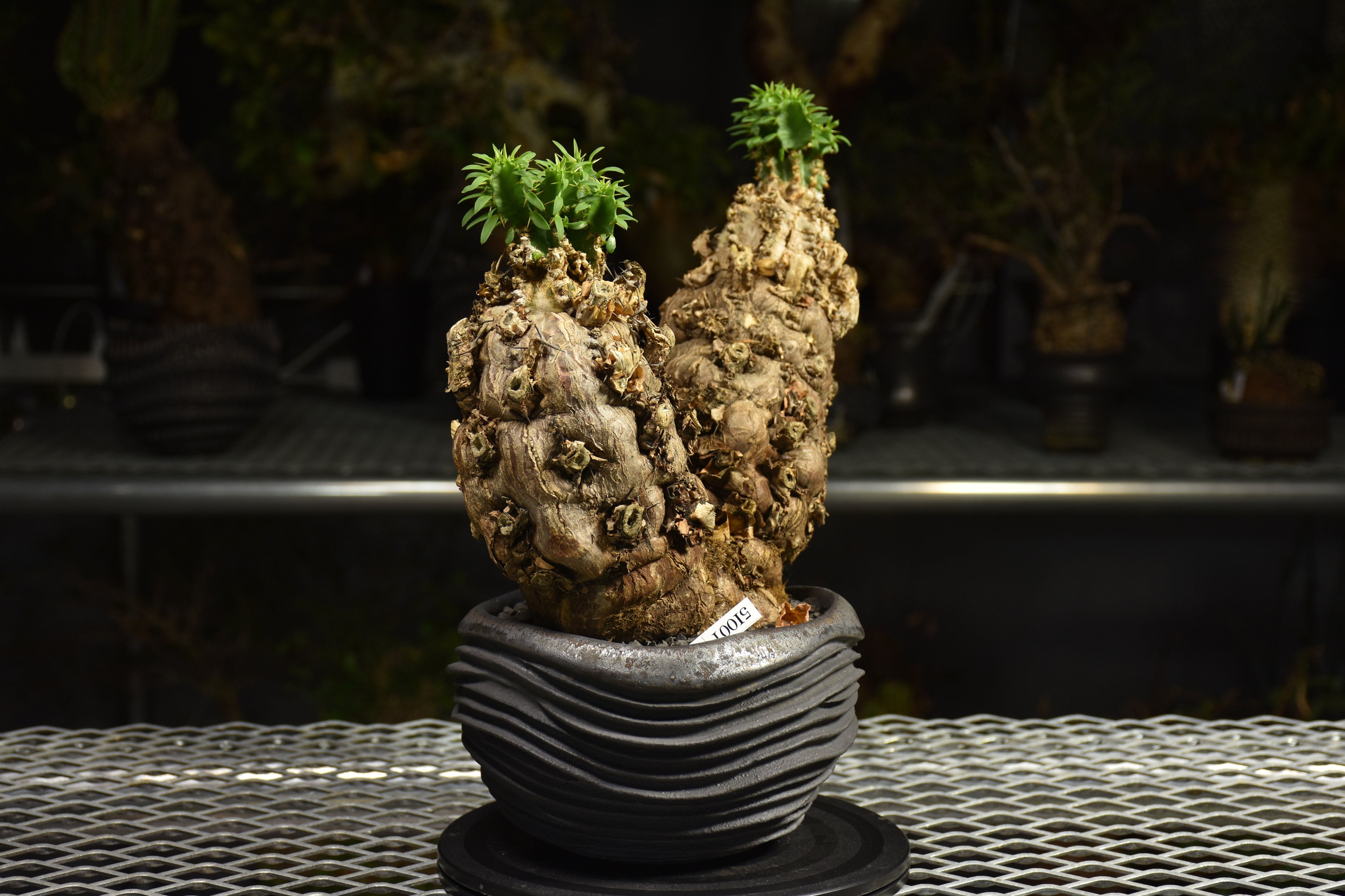 ユーフォルビア　ムランジーナ Euphorbia mlanjeana ユーフォルビア ムランジーナ 発根済現地株 I80 |