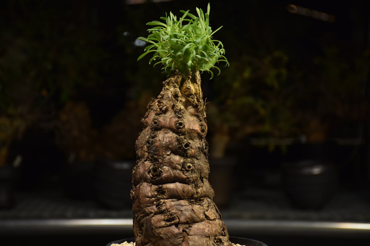 Euphorbia mlanjeana ユーフォルビア ムランジーナ 発根済現地株 H4 |