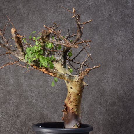 Commiphora kataf var.turkanensis コミフォラ カタフ ターカネンシス 発根済現地株 #4