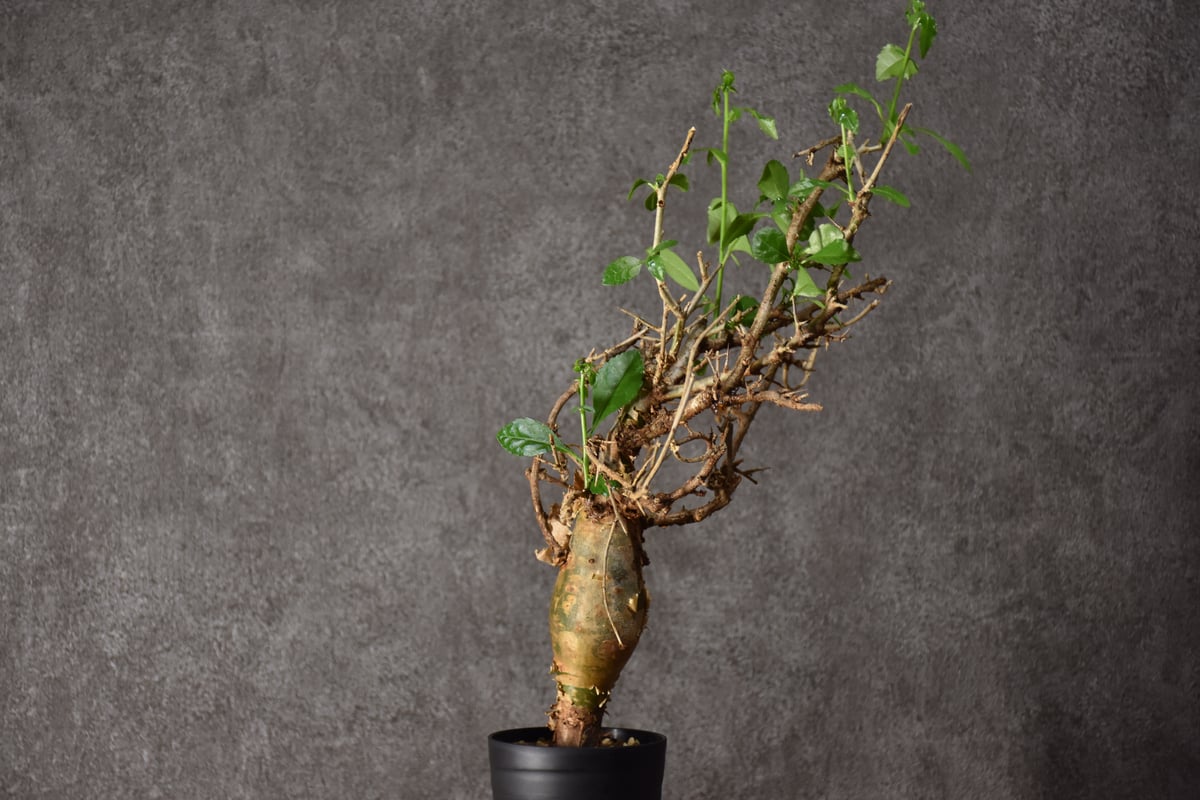 Commiphora habessinica コミフォラ ハベシニカ 発根済現地株 #4 |