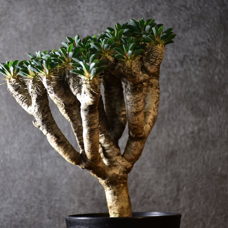 Euphorbia guillauminiana　ユーフォルビア ギラウミニアナ　発根済現地株 #3