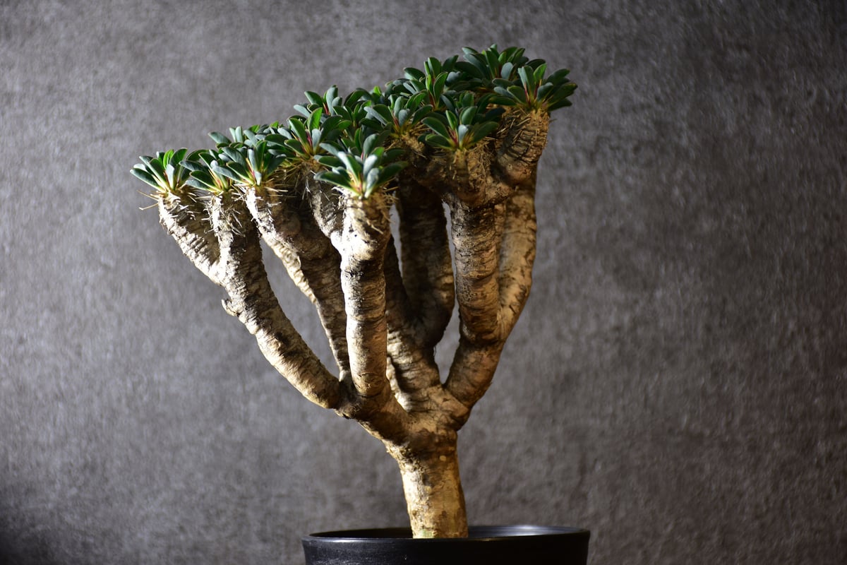 ユーフォルビア ギラウミニアナ 現地球 美株 ユーフォルビア ギラウミニアナ 現地株 発根済み | GREEN LUCK