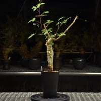 Monsonia multifida モンソニア ムルチフィダ 実生株 #1 | BONDEX