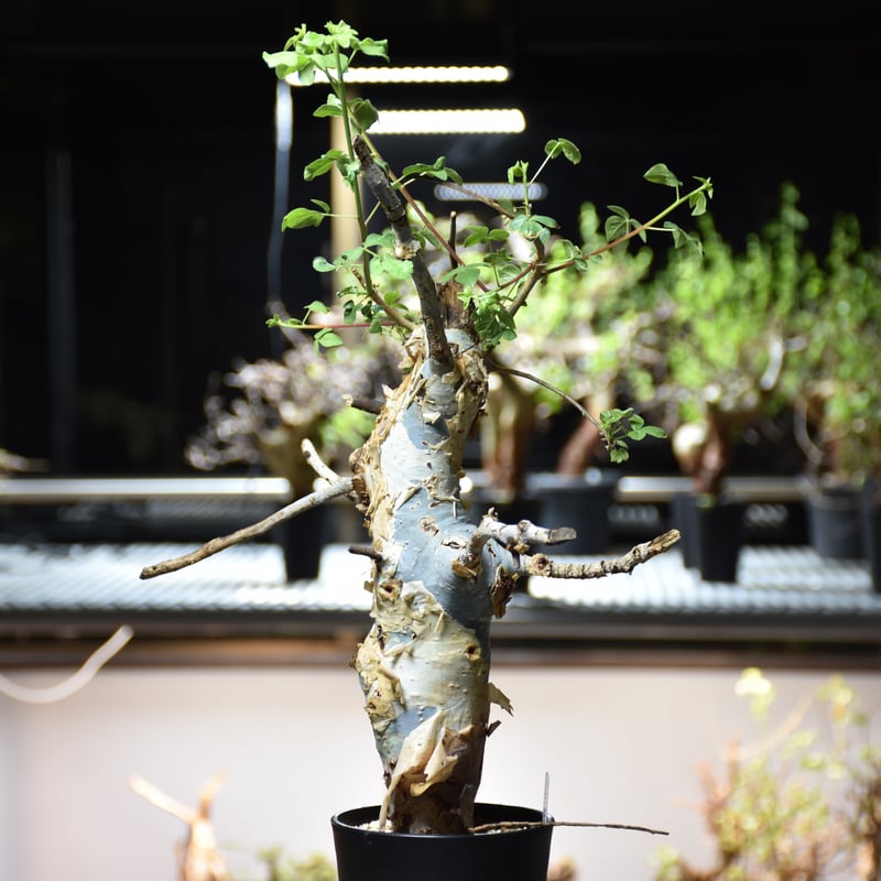 Commiphora holtziana コミフォラ ホルトジアナ 発根済現地株 #9 | B