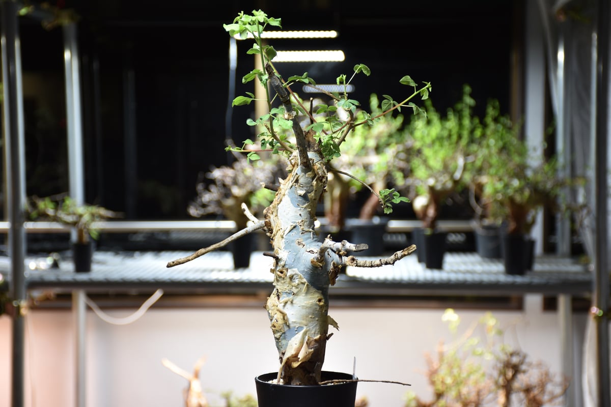 コミフォラ ホルトジアナ Commiphora holtziana コミフォラ ホルトジアナ 発根済現地株 #7