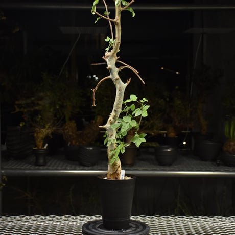 Commiphora holtziana コミフォラ ホルトジアナ 発根済現地株 H13