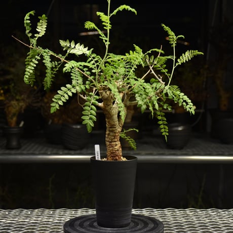 Boswellia neglecta　ボスウェリア ネグレクタ　発根済現地株　H12