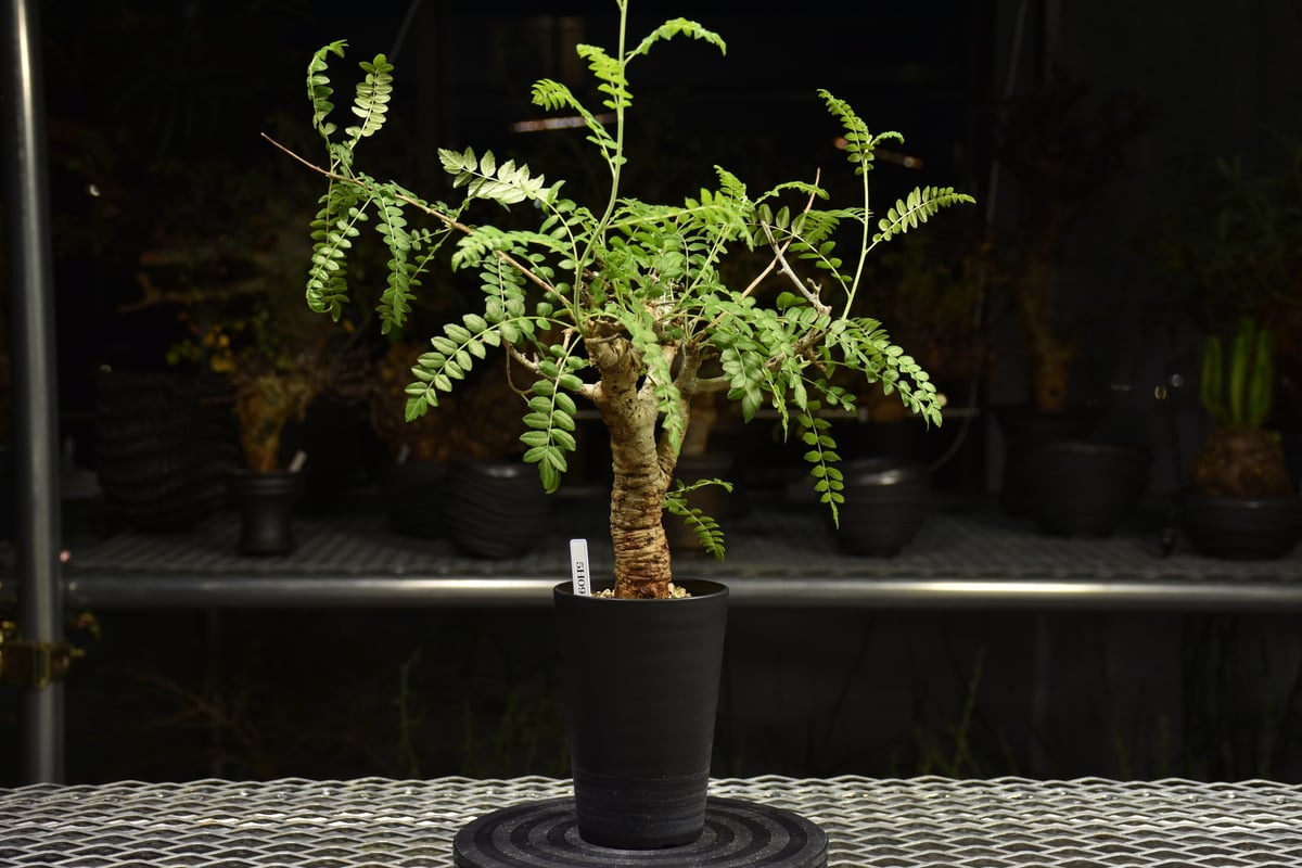 Boswellia neglecta ボスウェリア ネグレクタ 発根済現地株 H12 | BO