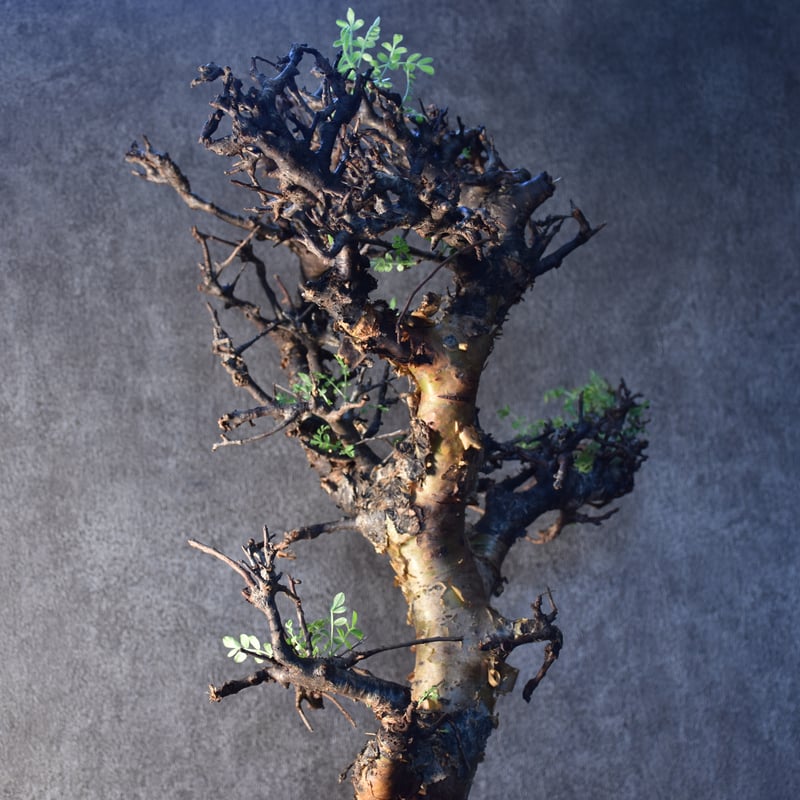 Commiphora pinnate leaves コミフォラ ピンネイトリーブス 発根