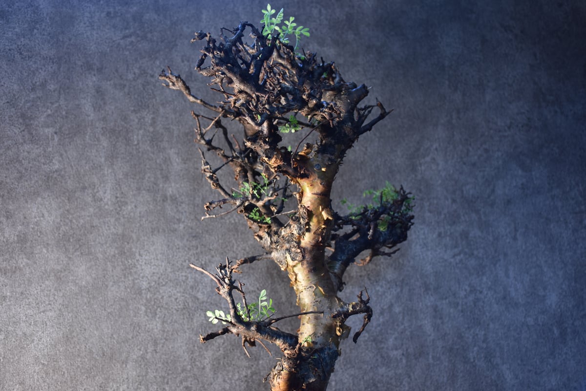 コミフォラ　ピンネイトリーブス　大株 コミフォラ ピンネイトリーブス【超希少種！灌木系コーデックス