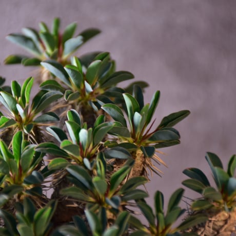Euphorbia guillauminiana　ユーフォルビア ギラウミニアナ　発根済現地株 #3