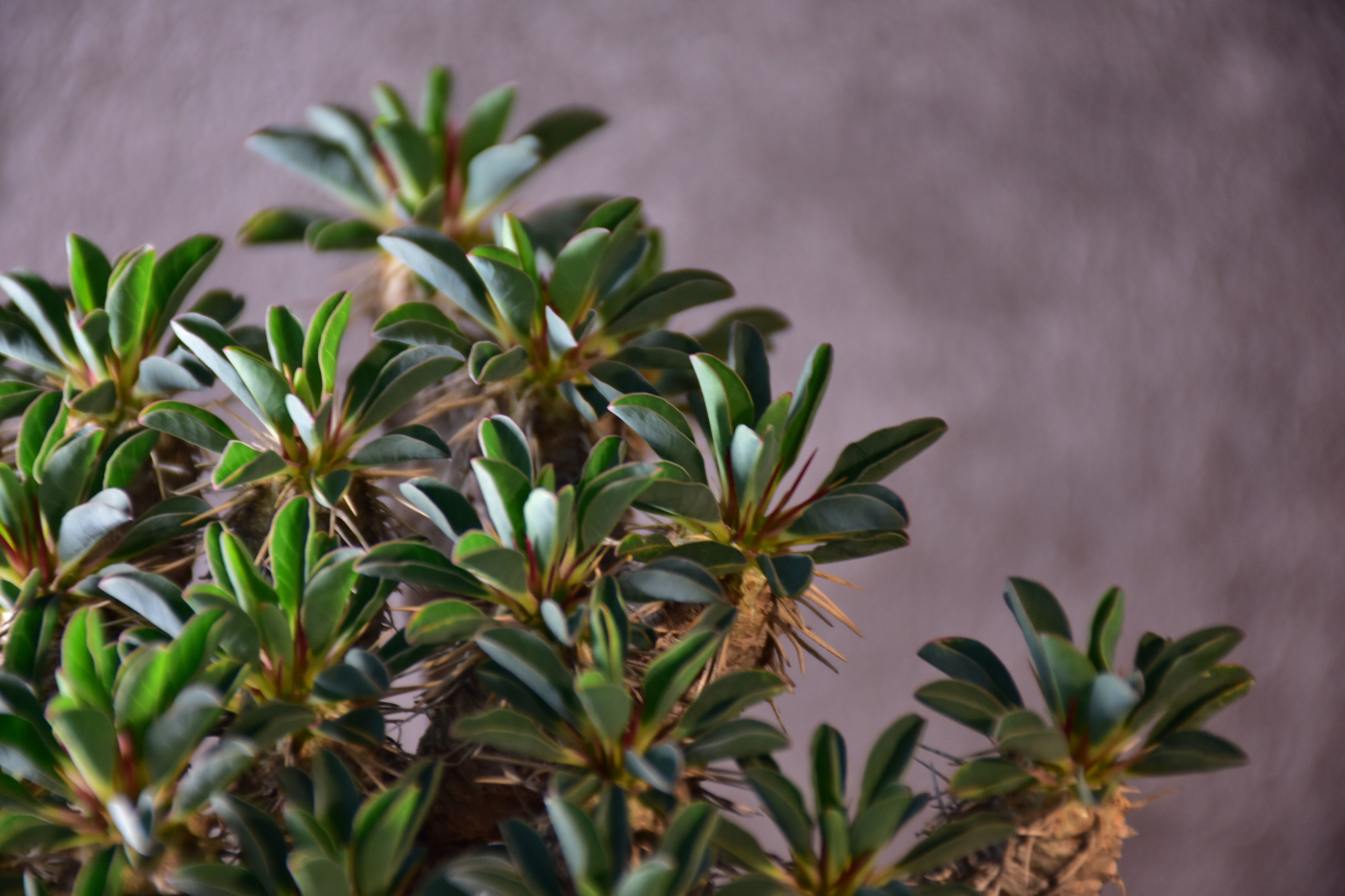 Euphorbia guillauminiana ユーフォルビア ギラウミニアナ 発根済現地株
