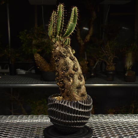 Euphorbia mlanjeana　ユーフォルビア ムランジーナ 発根済現地株 I81
