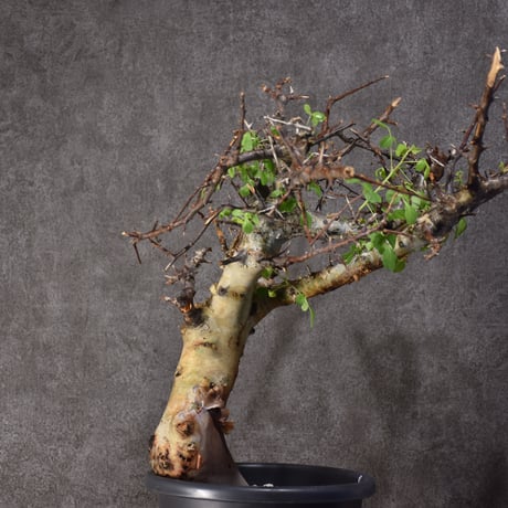 Commiphora kataf var.turkanensis コミフォラ カタフ ターカネンシス 発根済現地株 #4