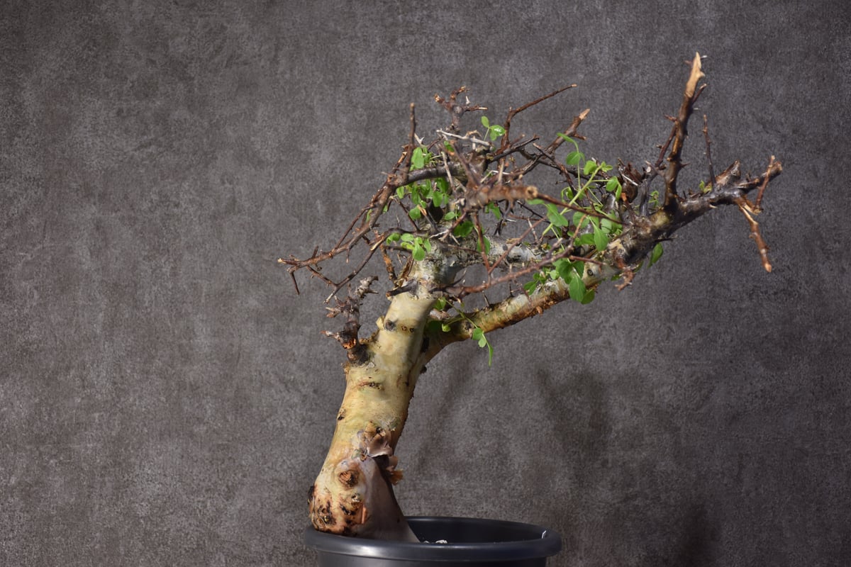 Commiphora kataf var.turkanensis コミフォラ カタフ ターカネ